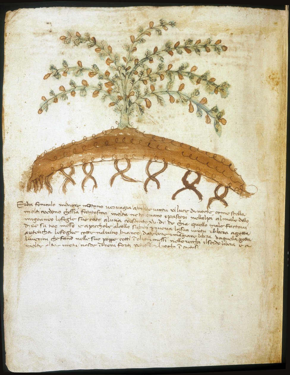 Herbarium från 1300-talet. Riminis kommunala bibliotek. av Italian School