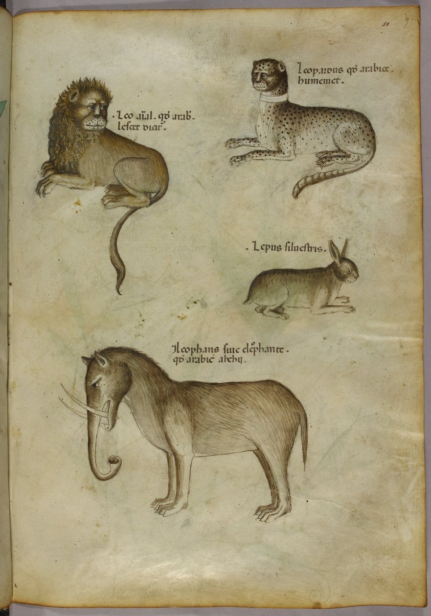 Illustration av ett lejon, en leopard, en kanin och en elefant av Italian School