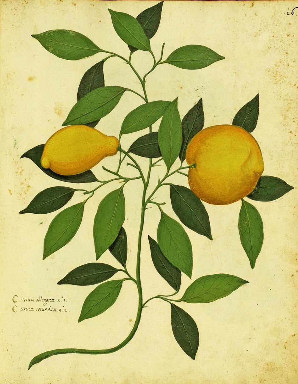 Italian Heirloom Lemon av Ulisse Aldrovandi (1522 - 1605) plåt publicerad i Piante Fiori Frutti (handfärgad gravyr). av Italian School