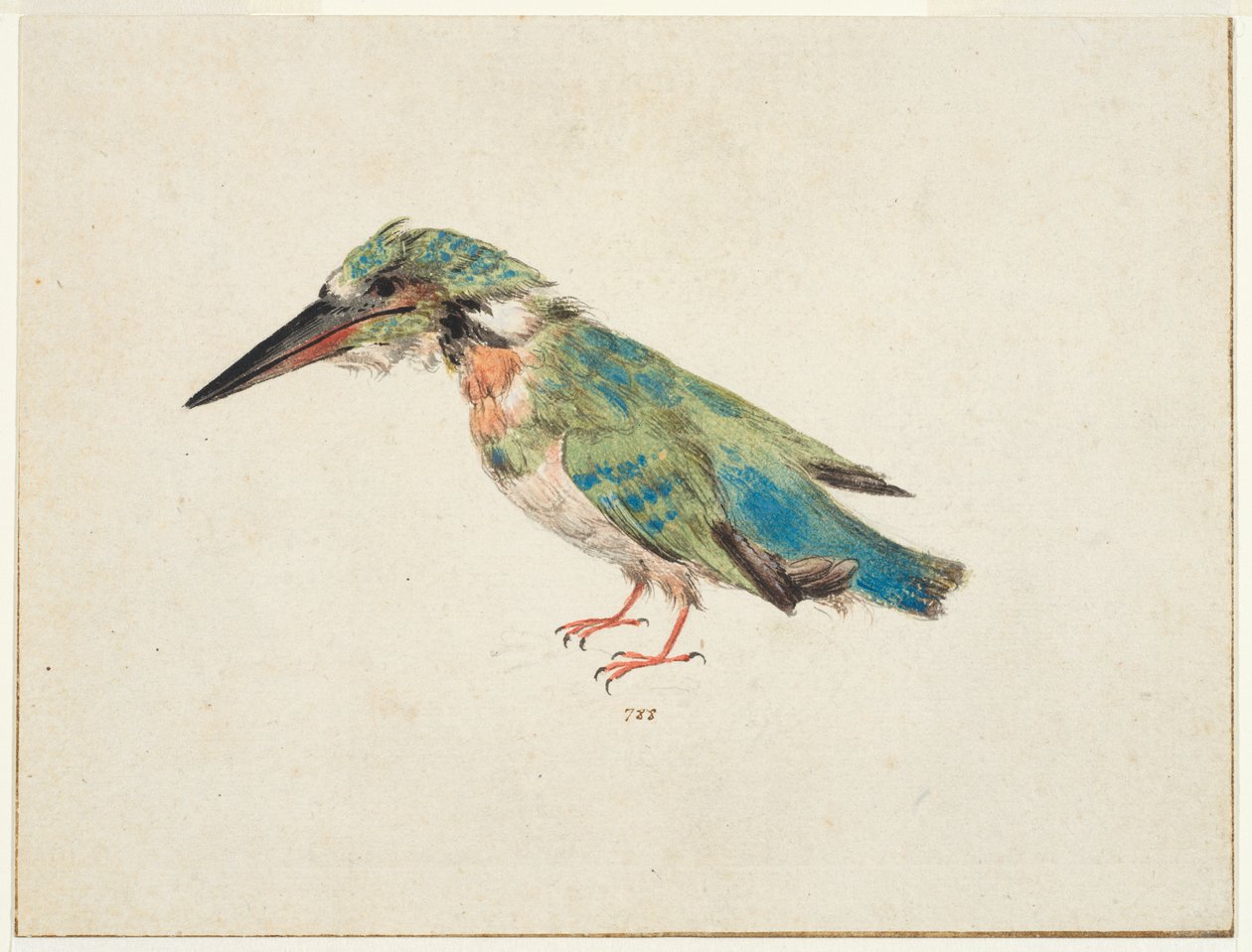 Kingfisher, ca 1650-99 (svart krita, akvarell, kroppsfärg på lagt papper, nedlagd, med brunt bläck inramade linjer på tre kanter) av Italian School