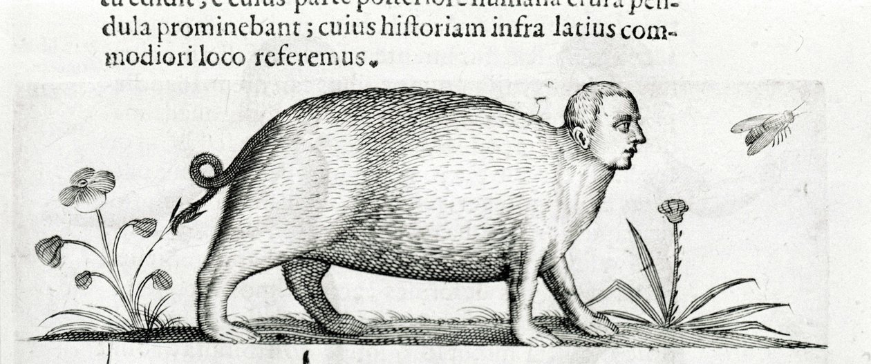 La manticore - i "Om monsters orsakers natur bok två" av Fortunio Även om av Italian School