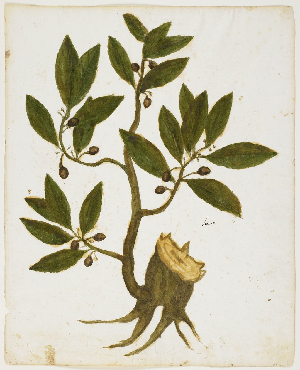 Laurel Tree (Laurus nobilis) (wc & tempera på papper) av Italian School