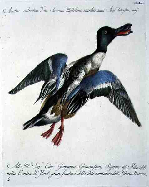 Gräsand på flykt, ca 1767-76 (handfärgad gravyr) av Italian School