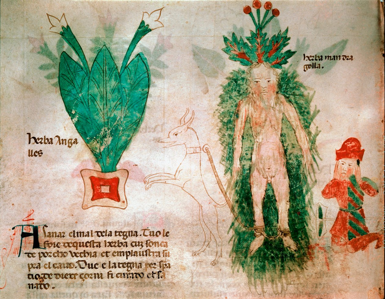 Medicinalväxter: representation av mandrake. En hund fäst vid roten gör att den kan tas bort från marken. Tallrik tagen från en medicin 1300-talets Padua, biblioteca dell
