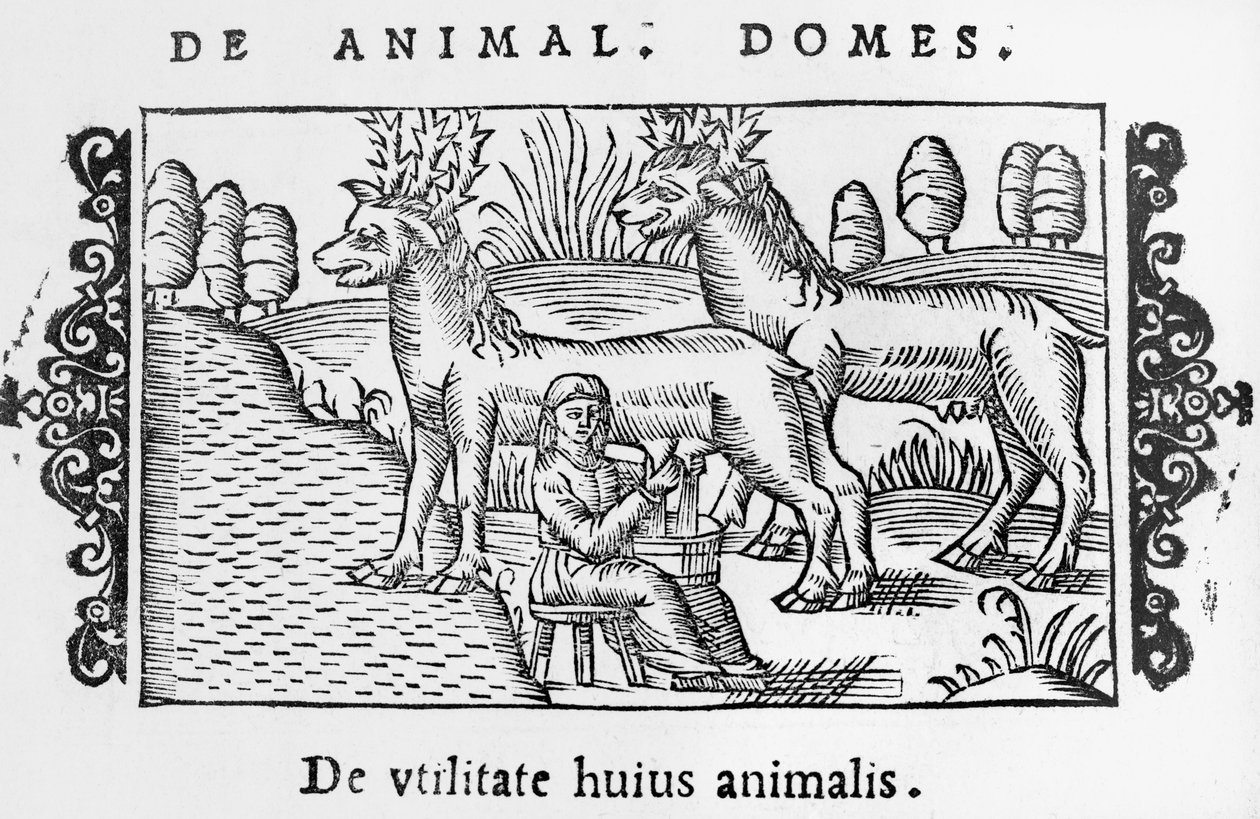 Mjölkande renar, illustration från History of the Northern Nations av Olaus Magnus (1490-1558), publicerad i Rom, 1555 av Italian School