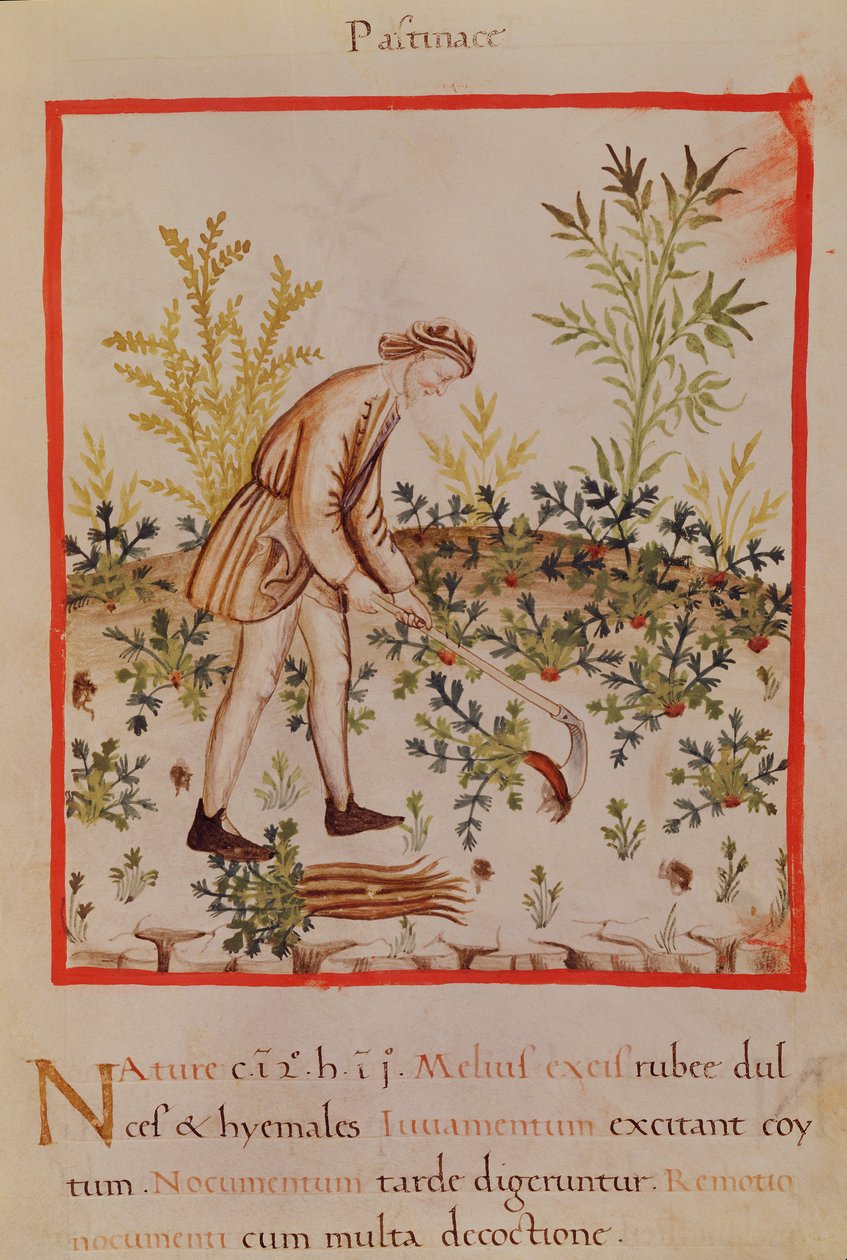 Ms.3054 fol.9 Skörda palsternacka och morötter, från 