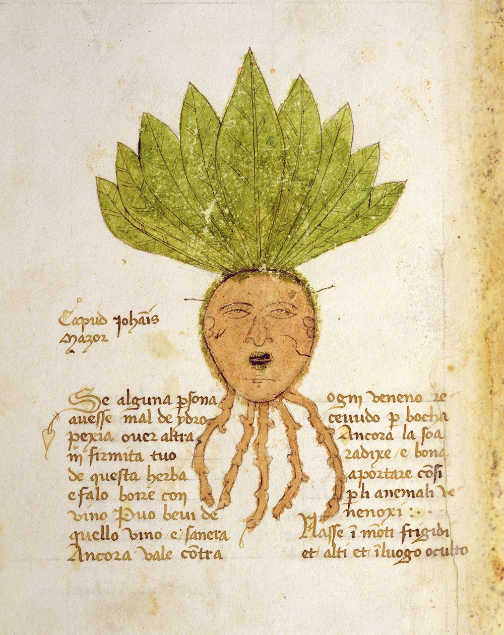 Fröken 1591 Fol. 18v. Ört Capud John Mazor (vellum) av Italian School