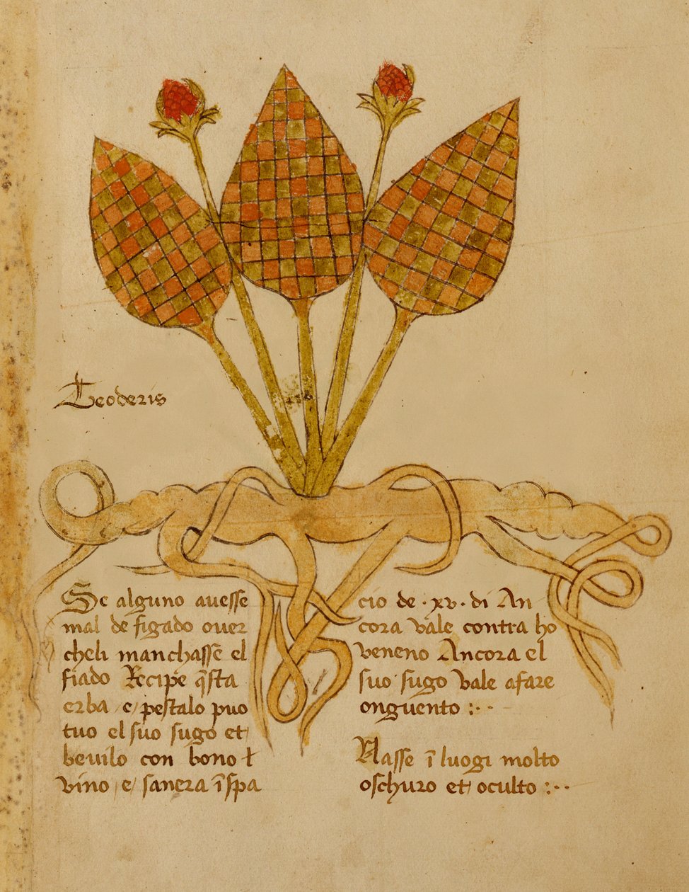 Ms 1591 Fol.19r Herba Teoderis (vellum) av Italian School