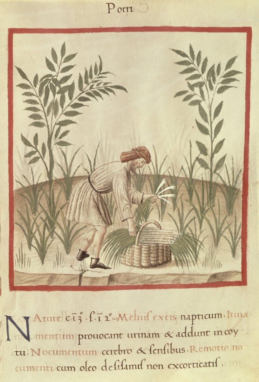 Ms 3054 f.22 Skörda purjolök, från 