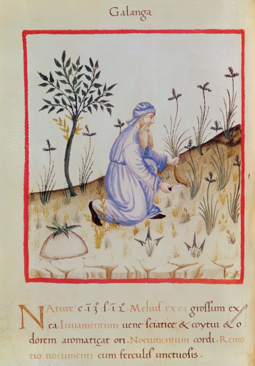Ms 3054 f.22 Harvesting galangal, från 