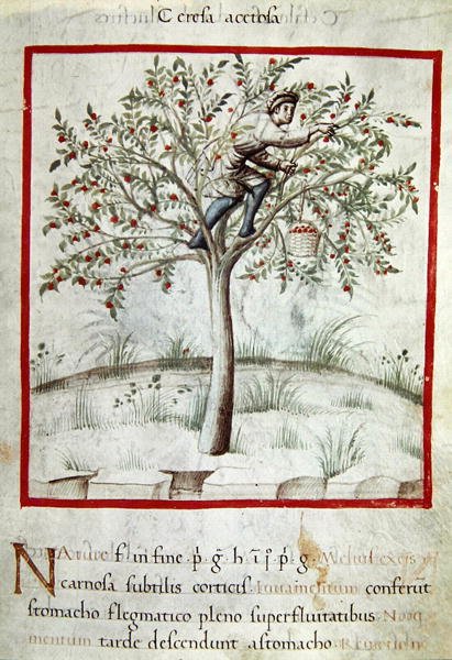 Ms 3054 f.25 Plocka körsbär, från 