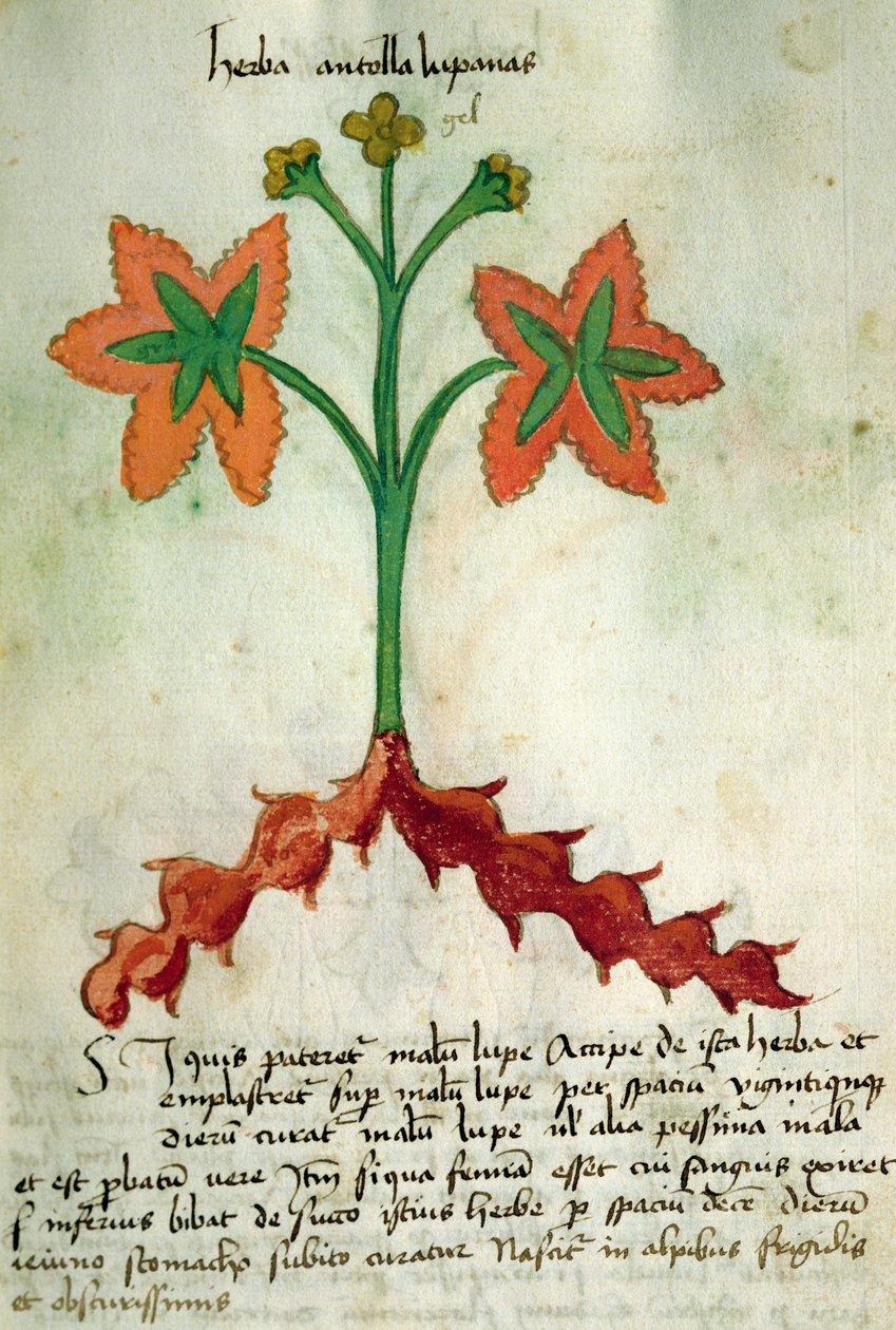 Ms 320 M Fol.13r Herba Antollas Lupanas, från "The Book of Herbarius tillsammans med metoderna för att bereda läkemedel" av Orgione Rizzardo av Italian School