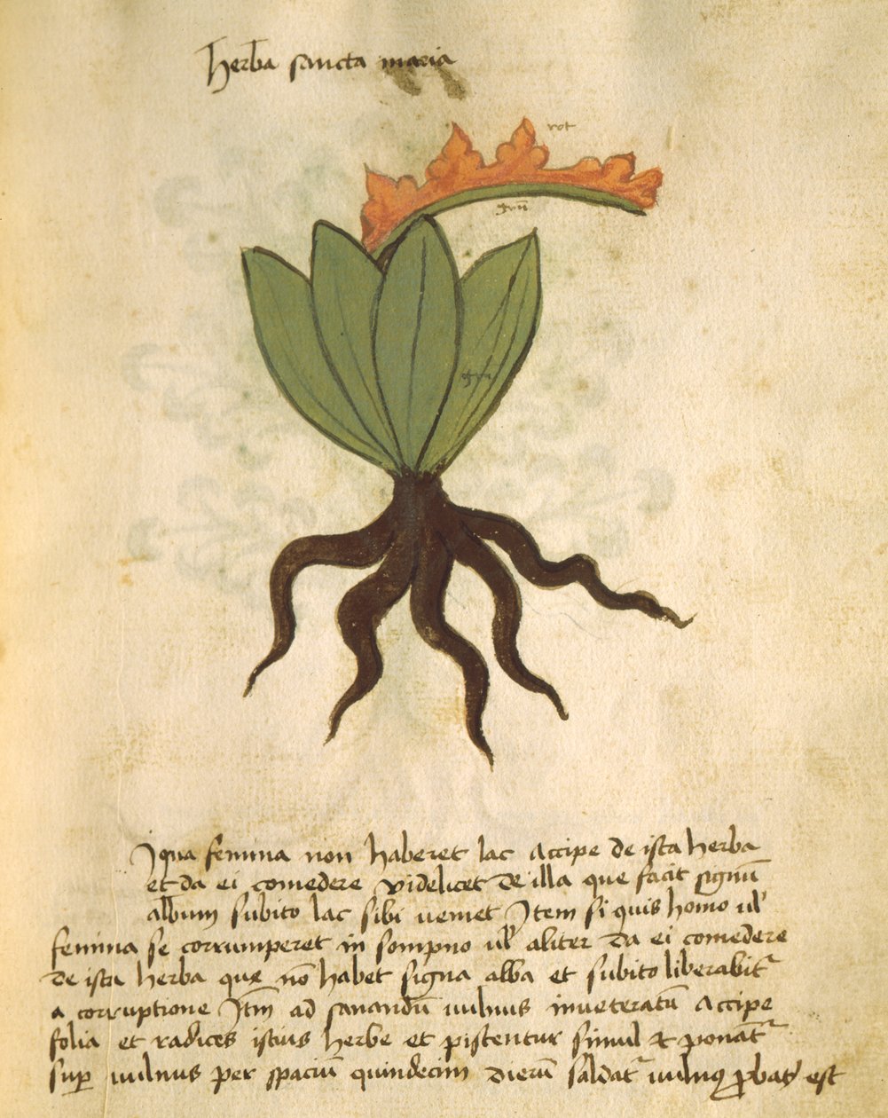 Ms 320 M Fol.28r Herb Santa Maria, från The Book of Herbarius tillsammans med metoderna för att bereda läkemedel av Orgione Rizzardo av Italian School