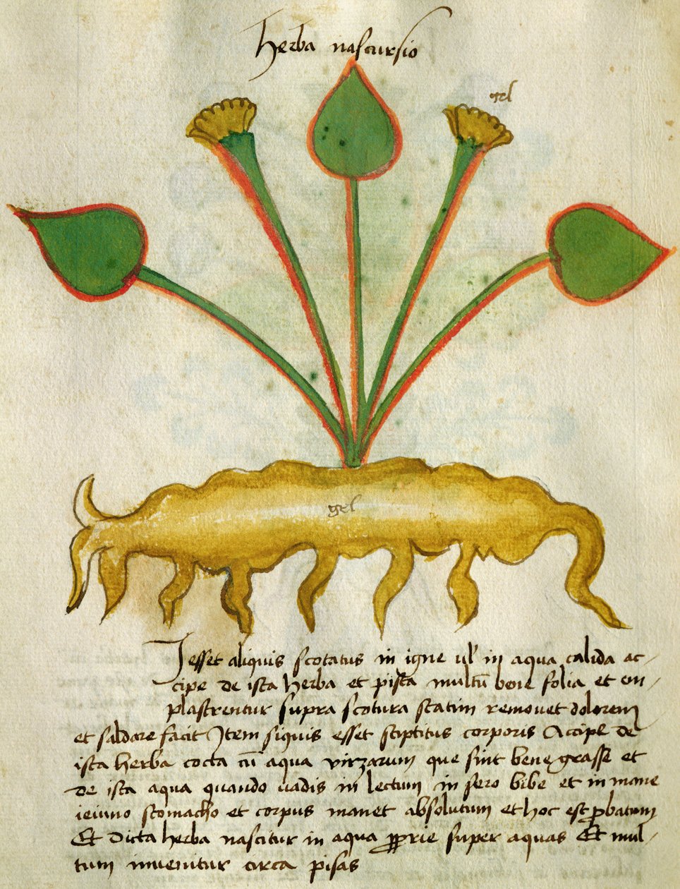 Ms 320 M Fol.29v Herba Nastrusio, från "Liber Herbarius una cum rationibus conficiendi medicamenta" av Orgione Rizzardo. av Italian School