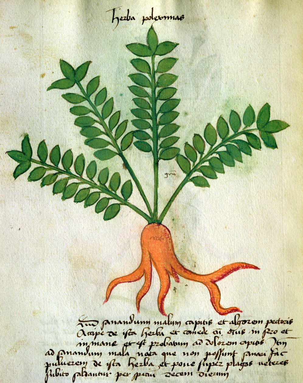 Ms 320 M Fol.31 Herb Poleximas, från 