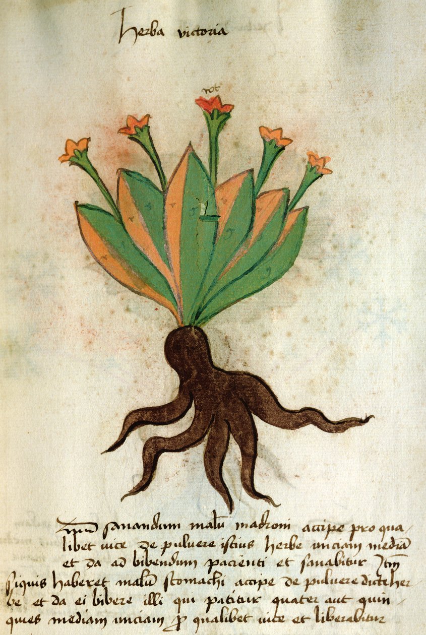 Ms 320 M Fol.34r Herba Victoria, från "The Book of Herbarius tillsammans med metoderna för att bereda mediciner" av Orgione Rizzardo av Italian School