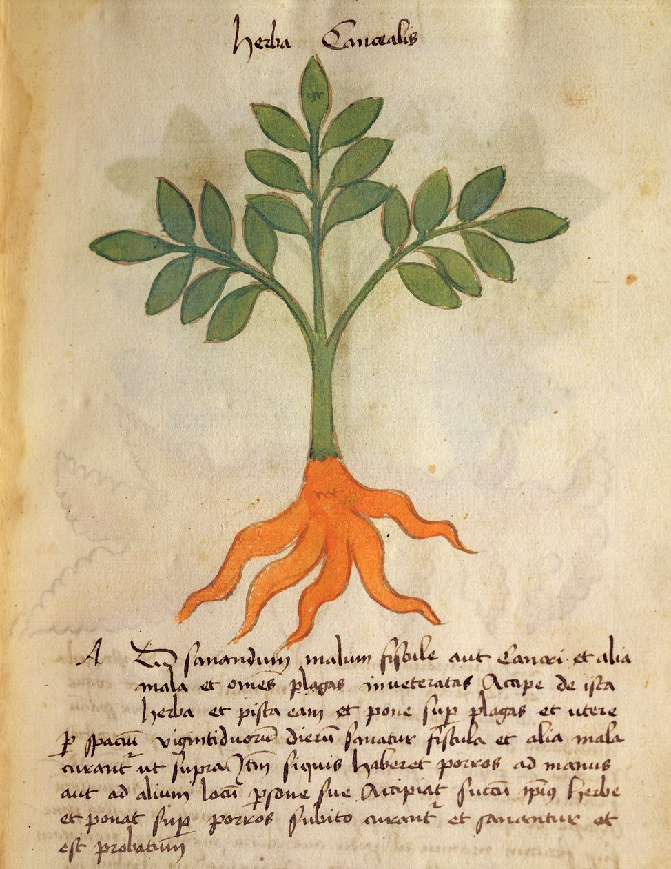 Ms 320 M fol.14r Herba Cancealis, från "The Book of Herbarius tillsammans med metoderna för att bereda mediciner" av Orgione Rizzardo av Italian School