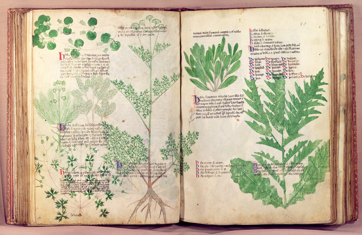 Ms Lat 6823 fol.19v & 80 Plants from De Herbis av Manfredus de Monte Imperiali, c.1330-40 av Italian School