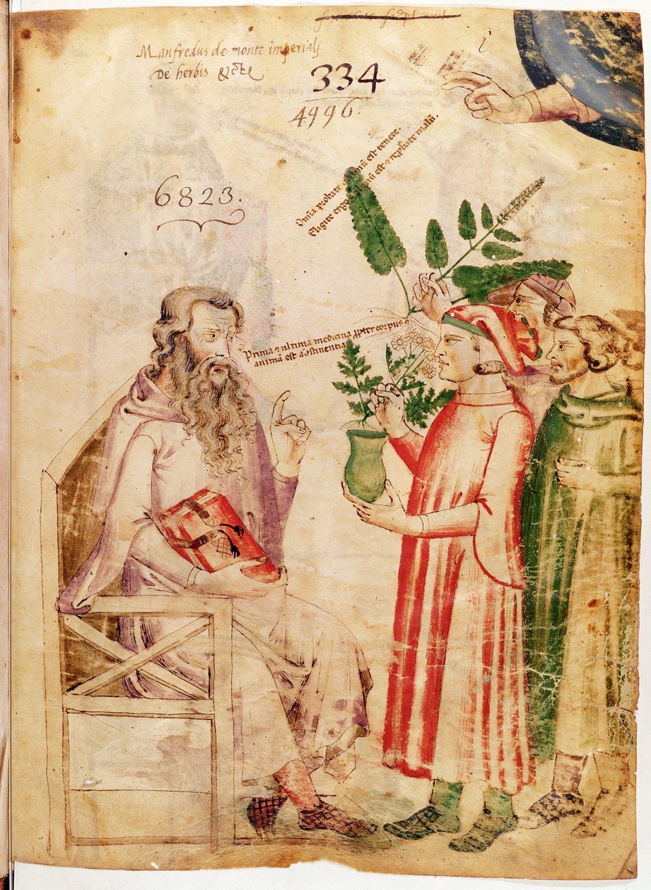 Ms Lat 6823 fol.1 Män som presenterar växter för en okänd man, från De Herbis av Manfredus de Monte Imperiali av Italian School