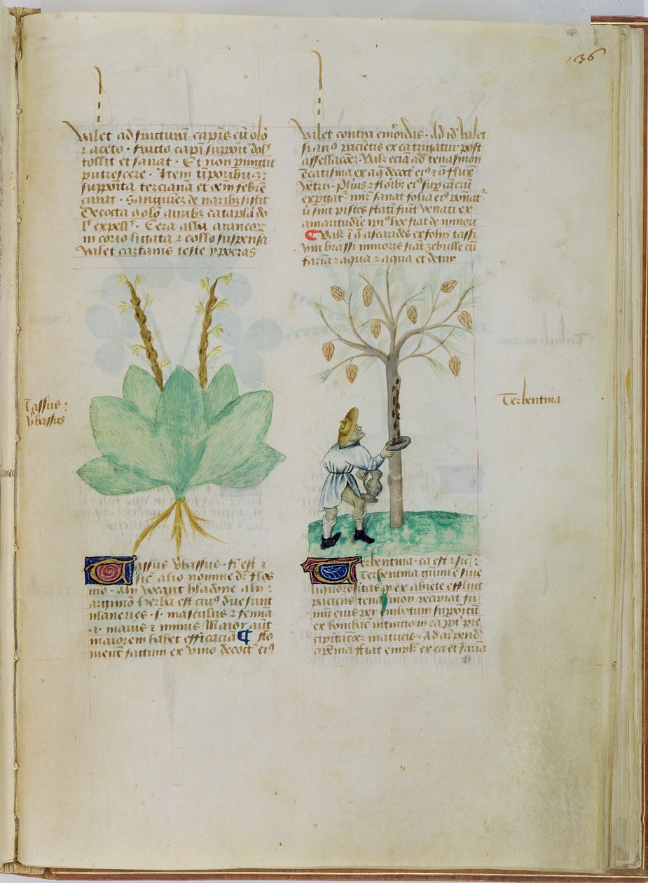 Ms Lat 993 L.9.28 fol.136r Collecting Terpentine, från 