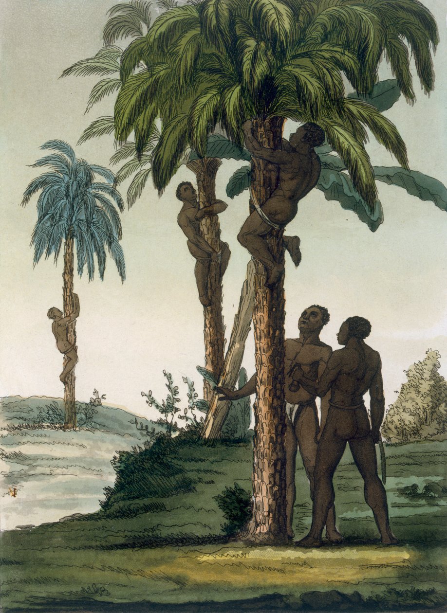 Infödingarna klättrar i handflatorna med hjälp av slinggrimmor runt höfterna, 1820-30-talet av Italian School
