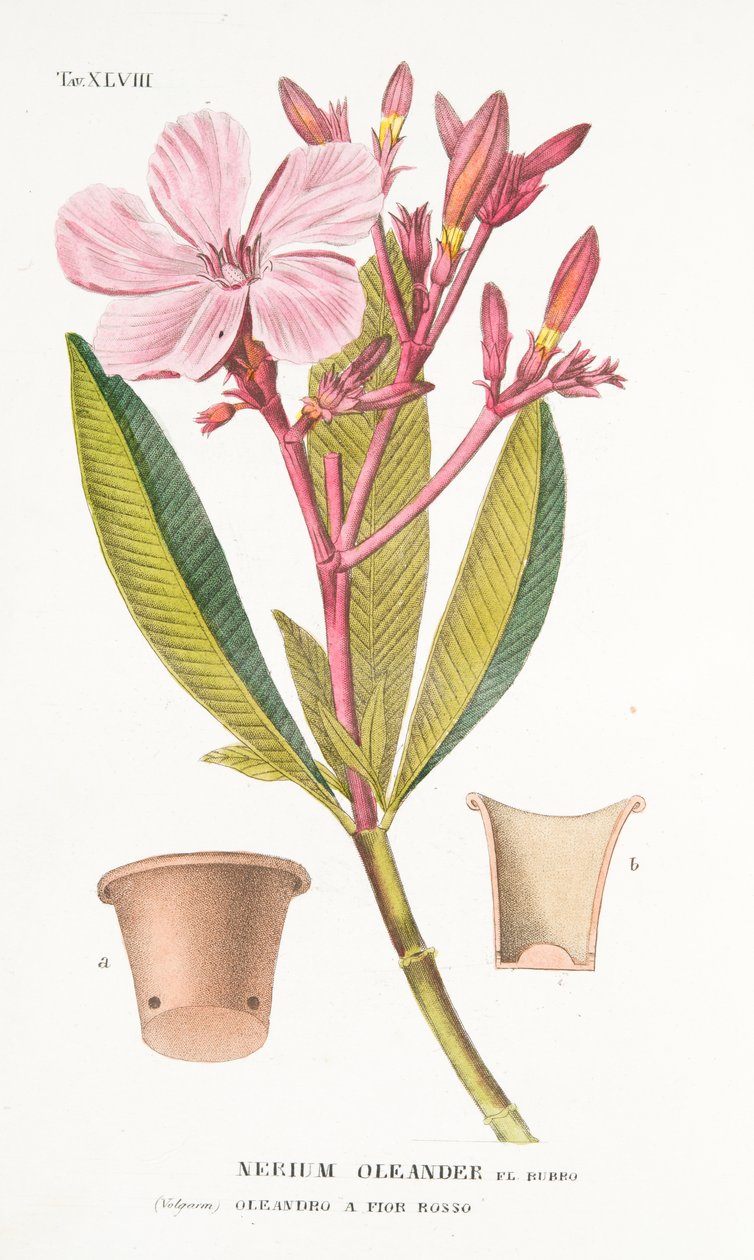 Nerium Oleander el Bubro, tavla XLVIII, från Antotrophy That is DeFiori Cultivation av Antonio Piccioli, pub. 1834 av Italian School