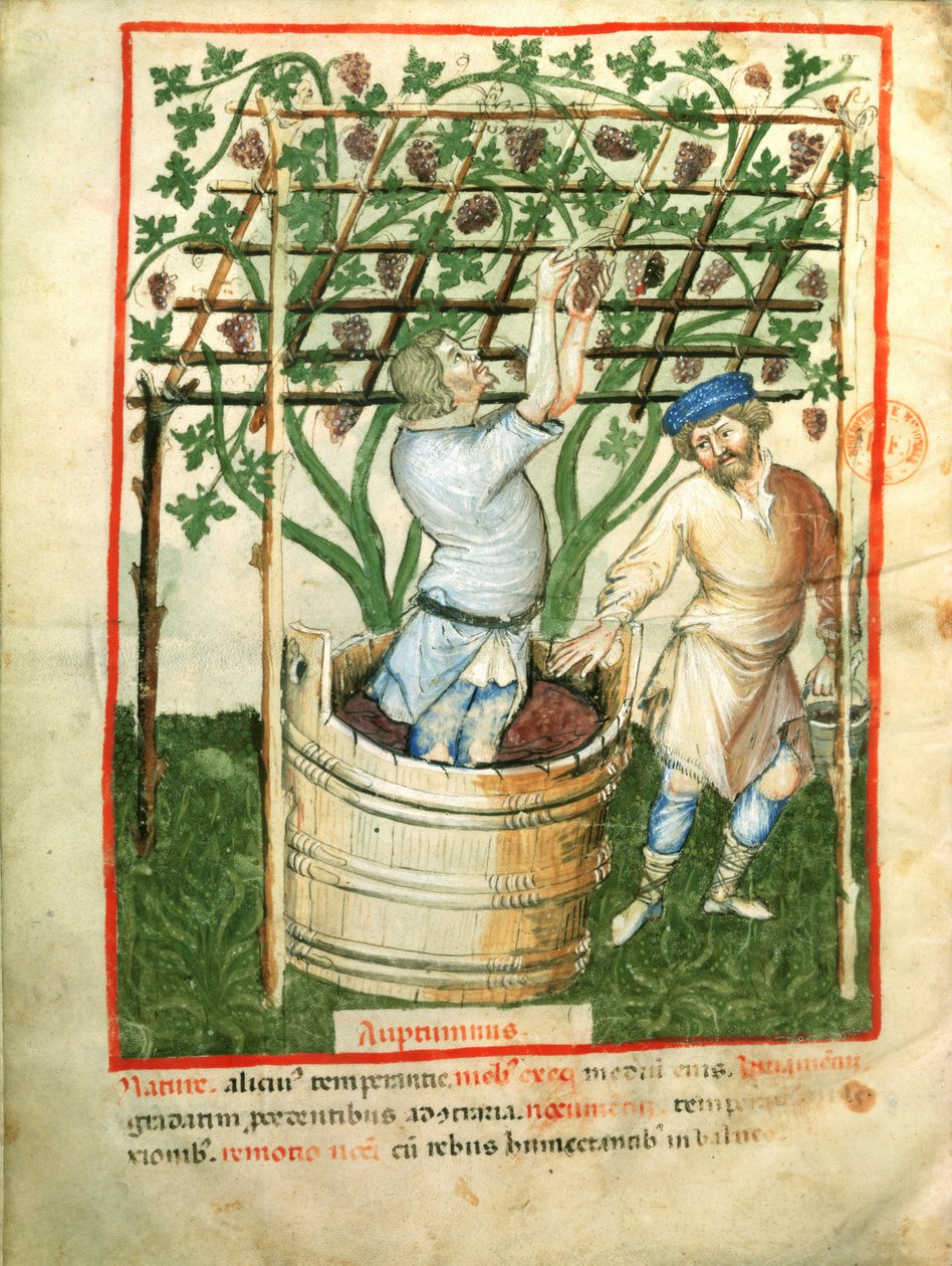 Nouv Acq Lat 1673 fol.103v Insamling och pressning av druvor, från Tacuinum Sanitatis, c.1390-1400 av Italian School