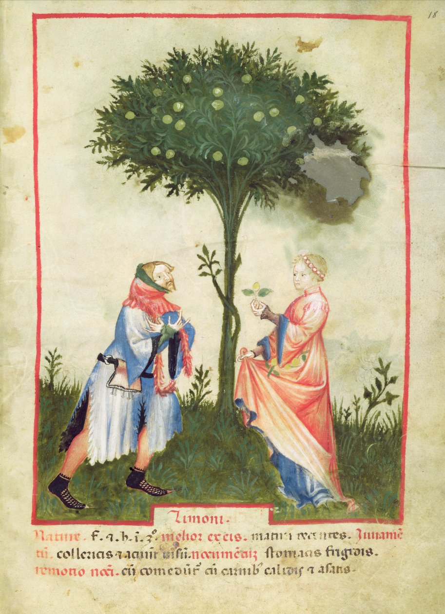 Nouv Acq Lat 1673 fol.18 Harvesting Lemons, från Tacuinum Sanitatis, c.1390-1400 av Italian School