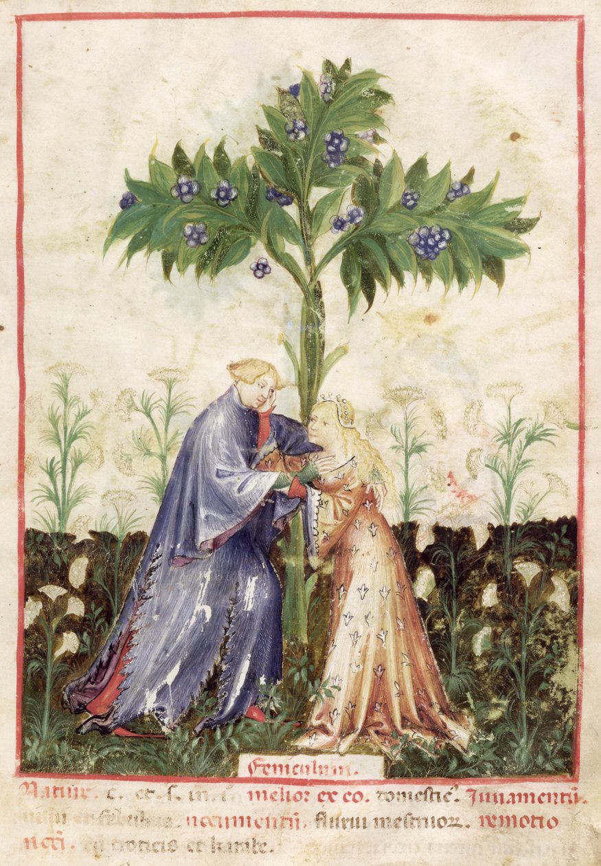 Nouv Acq Lat 1673 fol.41 fänkål, från Tacuinum Sanitatis, ca 1390-1400 av Italian School