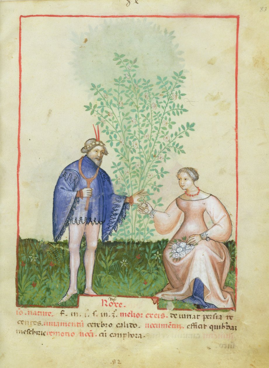 Nouv Acq Lat 1673 fol.83 Roses, från Tacuinum Sanitatis, c.1390-1400 av Italian School
