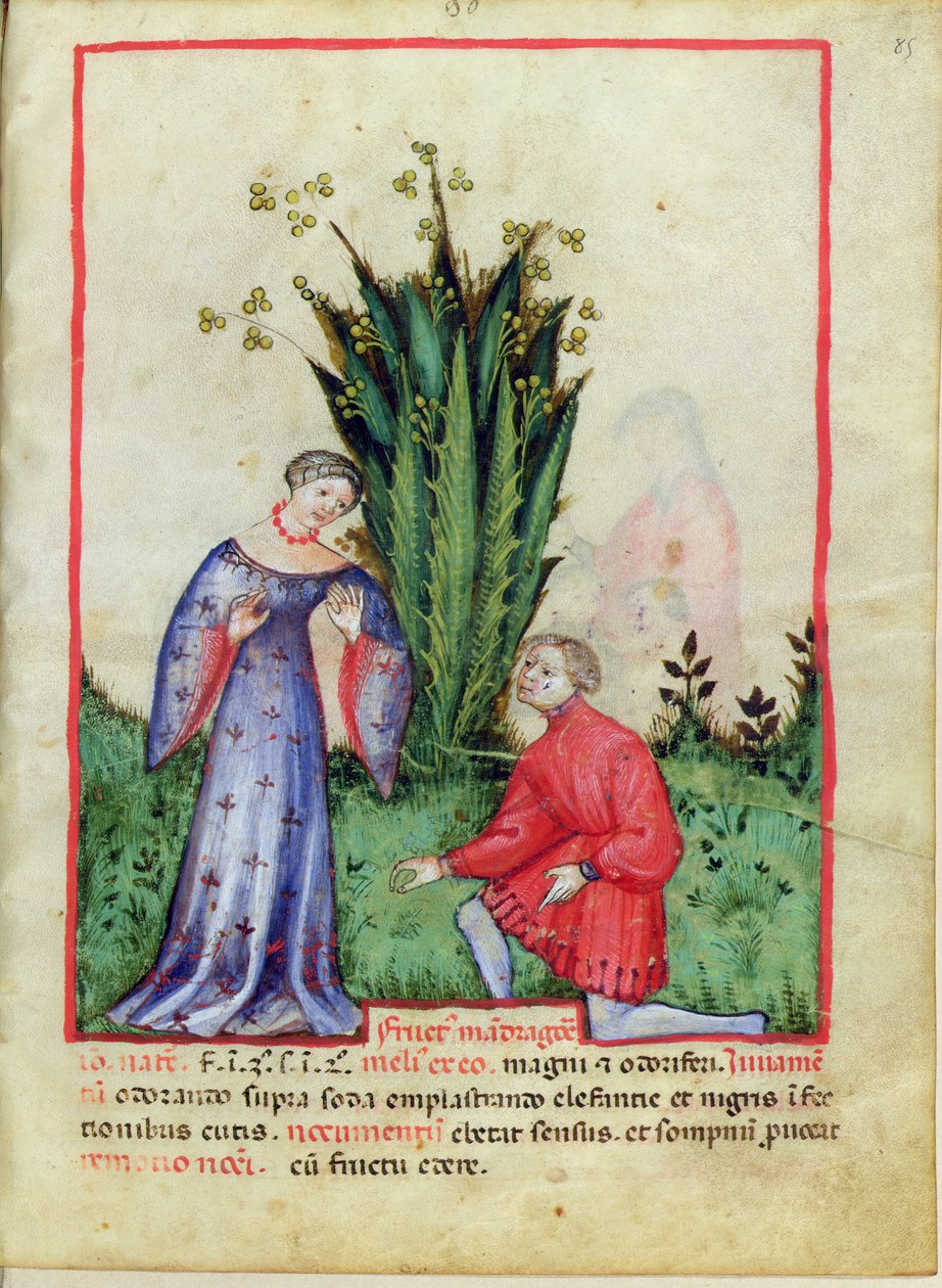 Nouv Acq Lat 1673 fol.85 Fruit of Mandrake, från Tacuinum Sanitatis, c.1390-1400 av Italian School