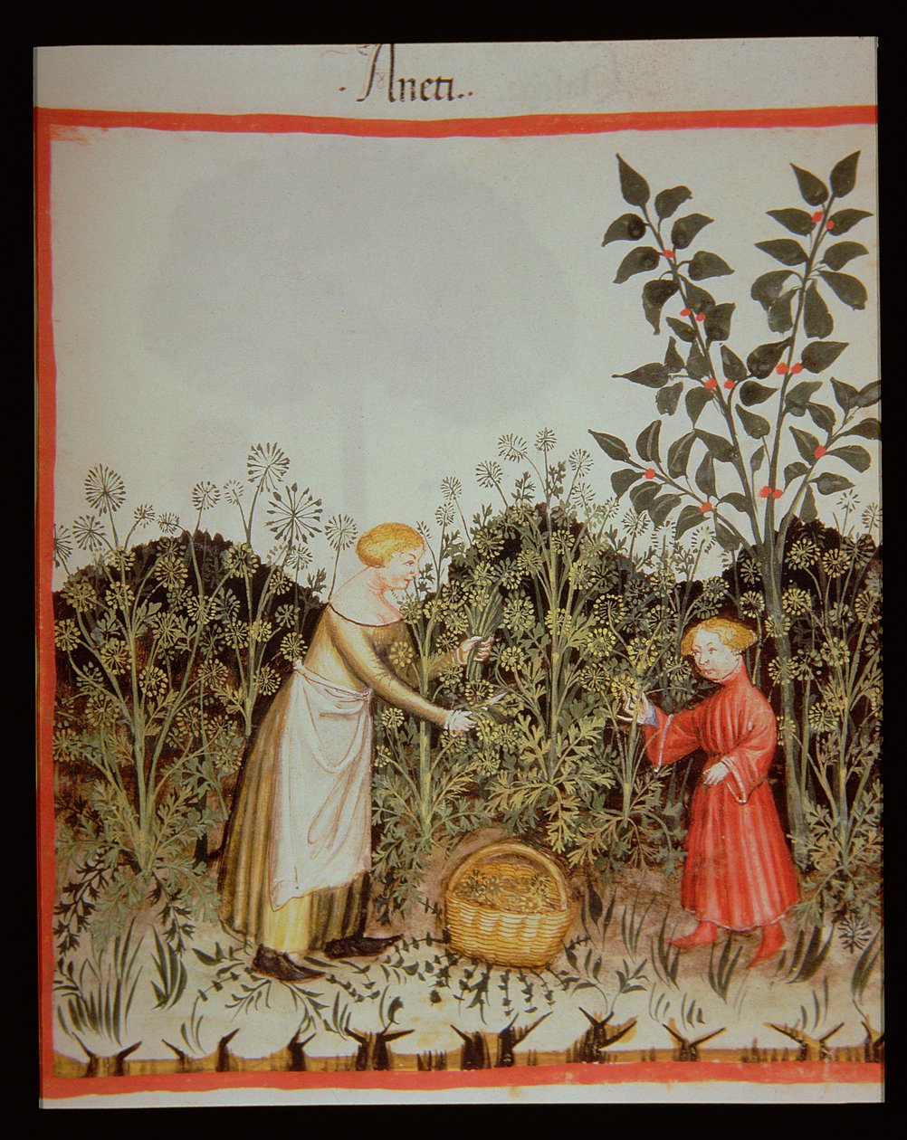 Nova 2644 f.32r Samlande Dill av Italian School