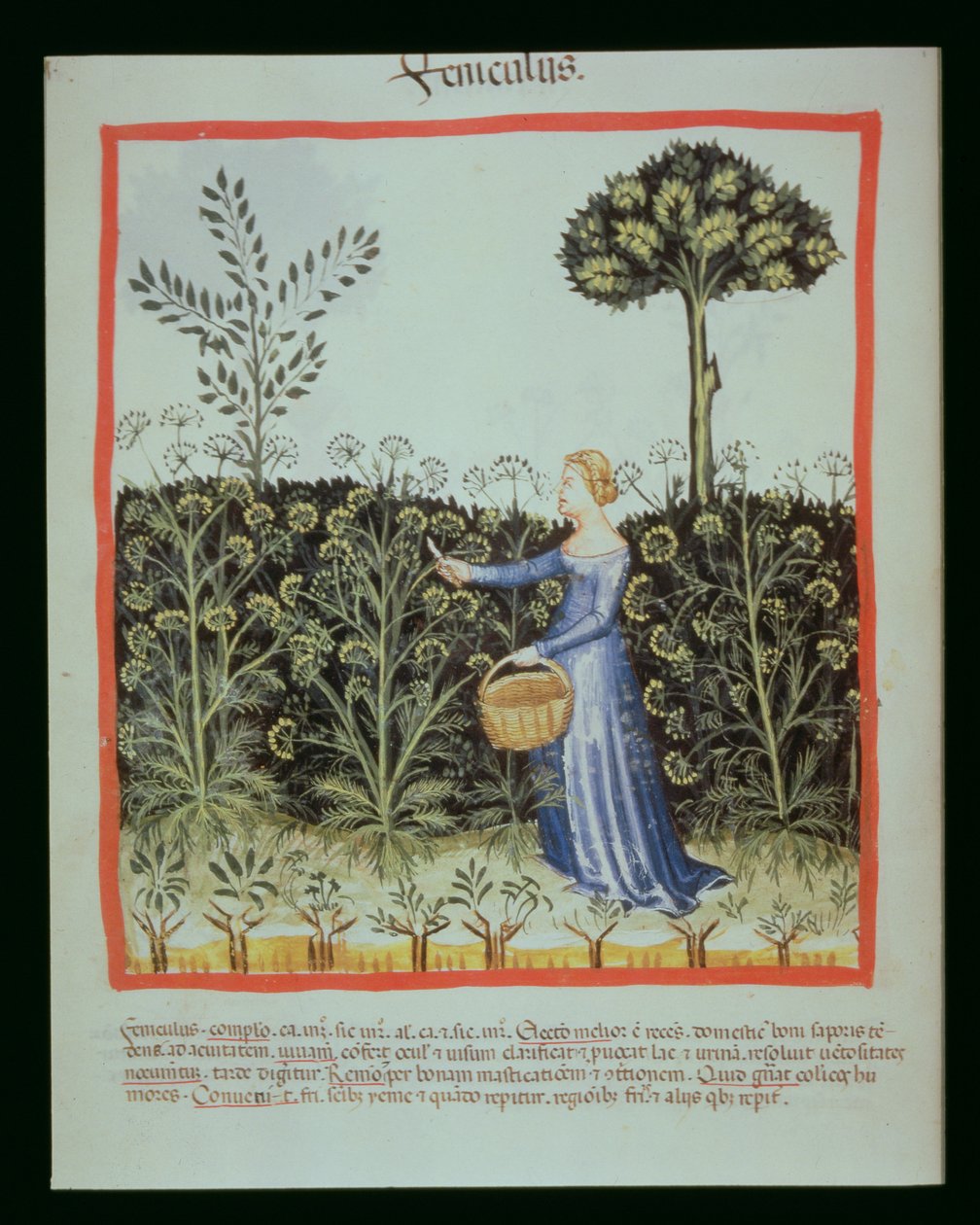 Nova 2644 f.41v Skörde kummin av Italian School