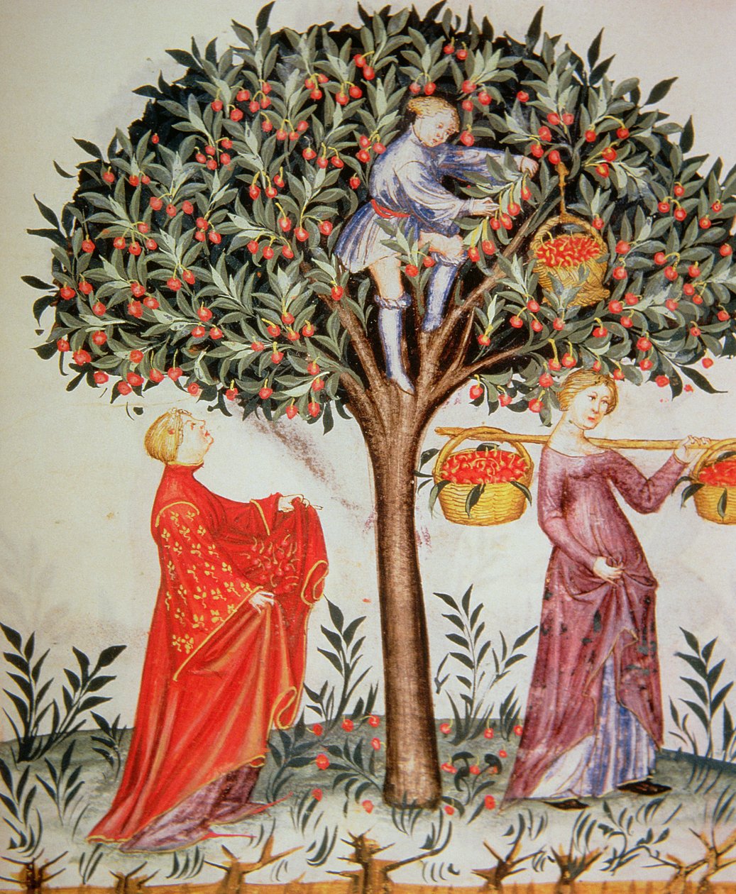Nova 2644 fol.12r Plocka körsbär, från Tacuinum Sanitatis Codex Vindobonensis av Italian School