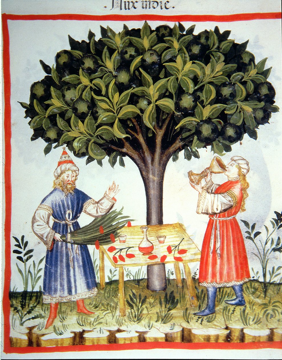Nova 2644 fol.14r Gathering Nutmeg, från Tacuinum Sanitatis av Italian School