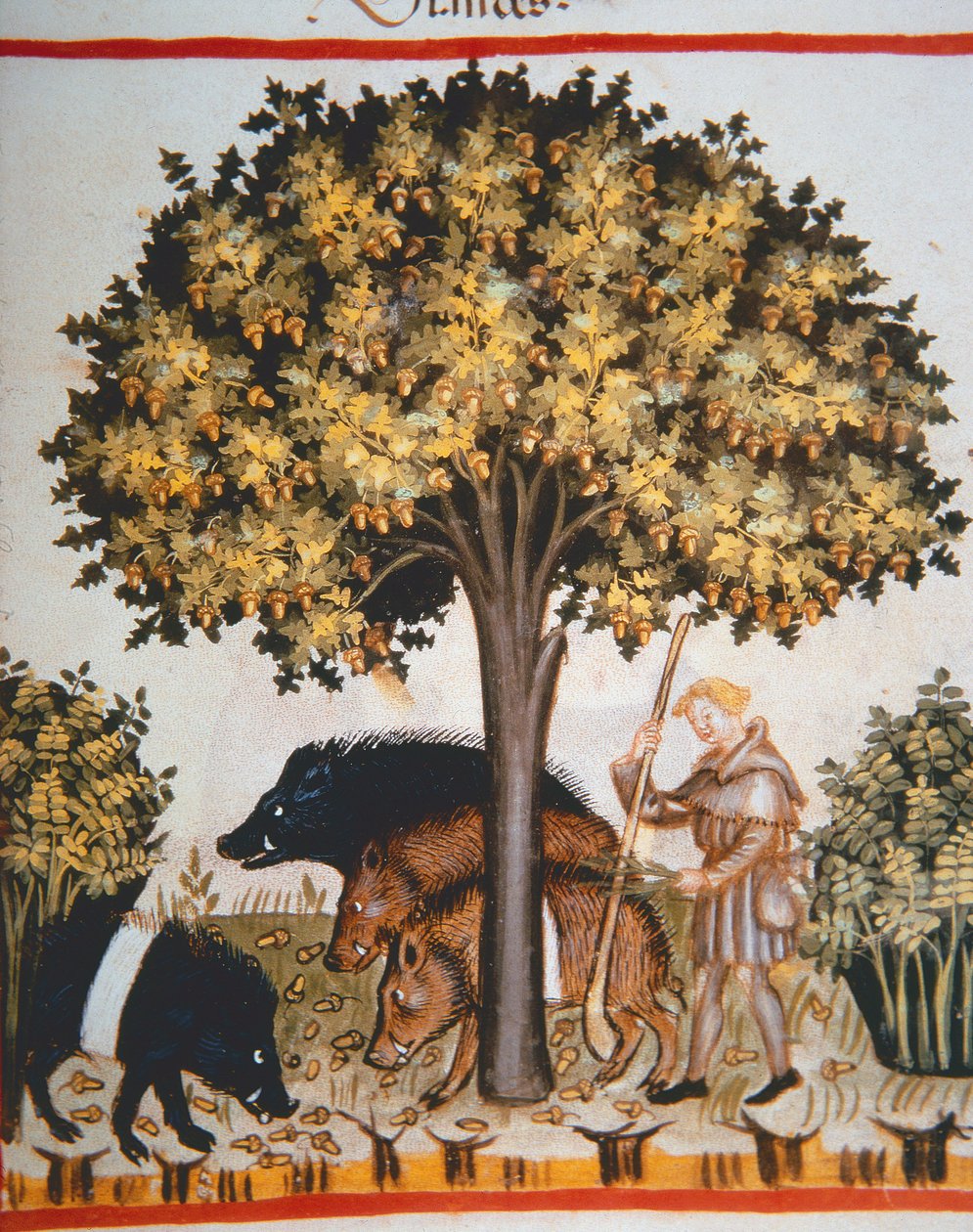 Nova 2644 fol.15r Skörda ekollon, från Tacuinum Sanitatis Code Vindobonensis av Italian School