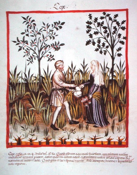 Nova 2644 fol.25v Skörda lök, från Tacuinum Sanitatis Code Vindobonensis (på veläng) av Italian School