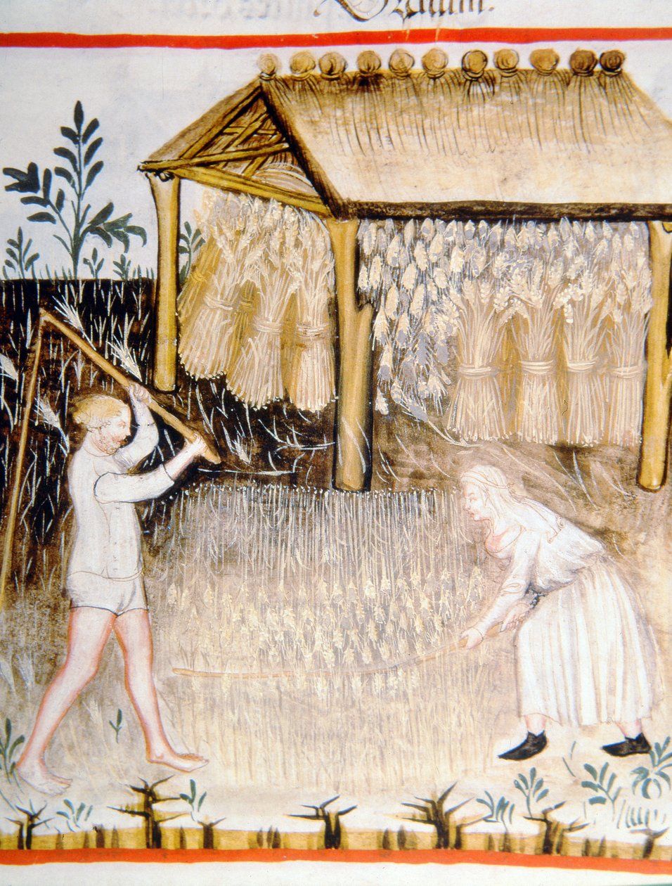 Nova 2644 fol.44r Tröskkorn, från Tacuinum Sanitatis av Italian School