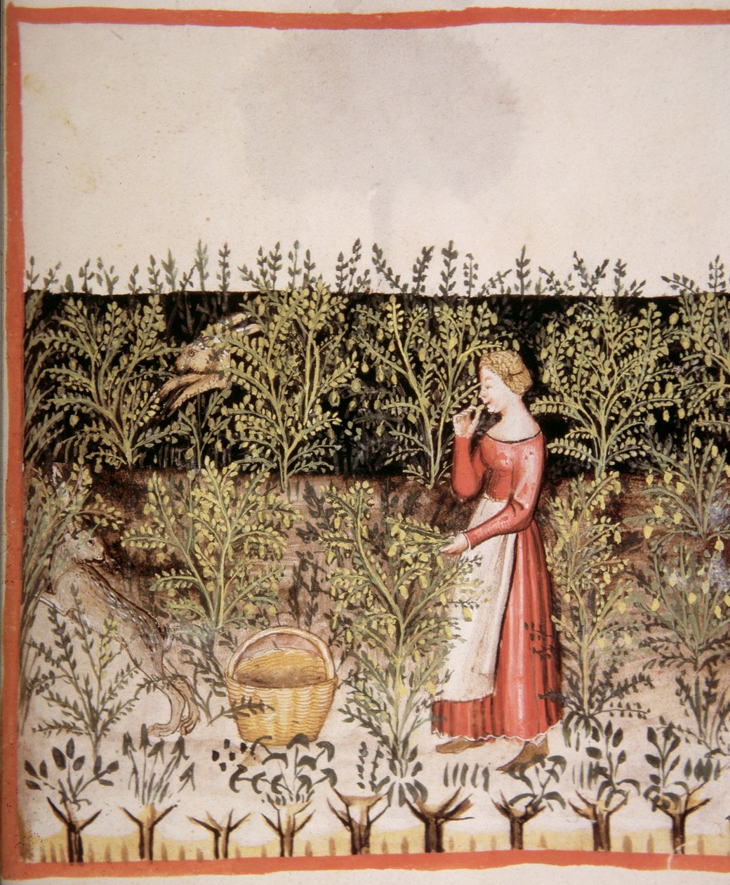 Nova 2644 fol.49 r Plocka kikärter av Italian School