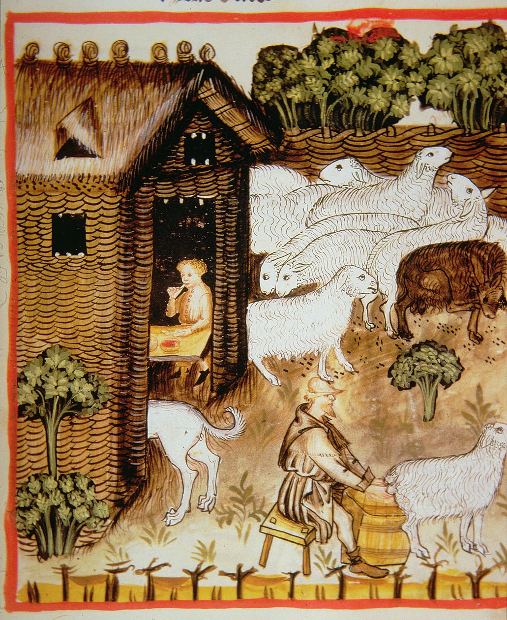 Nova 2644 fol.59r Fåruppfödning: söt mjölk, från Tacuinum Sanitatis av Italian School