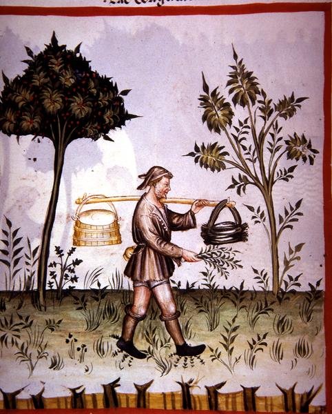 Nova 2644 fol.61v Strålad mjölk, från 