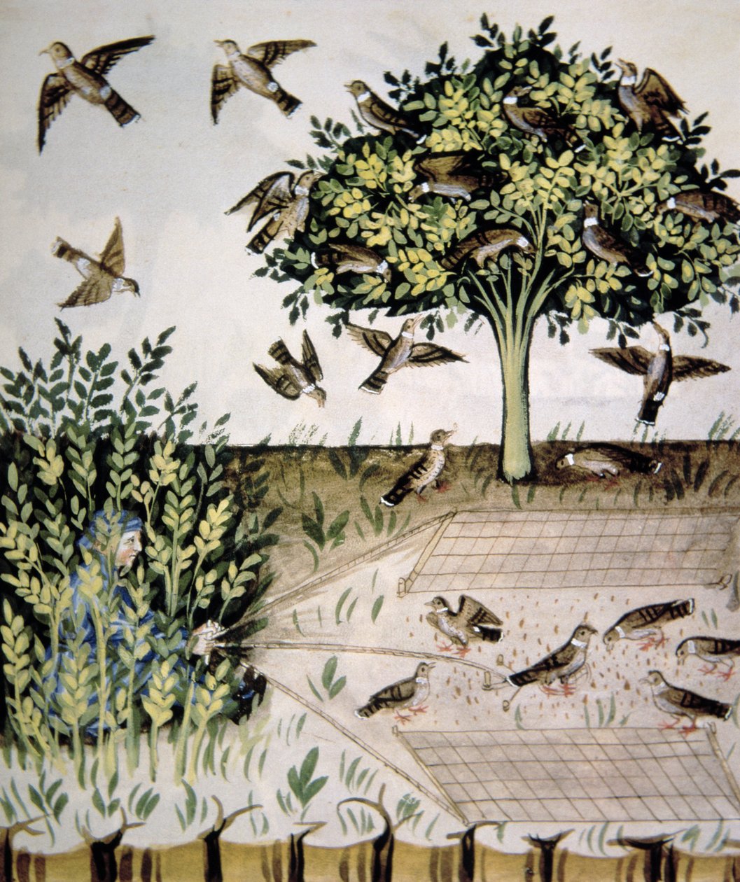 Nova 2644 fol.69r Turtle Duves, illustration från Tacuinum Santiatis Codex Vindobonensis av Italian School