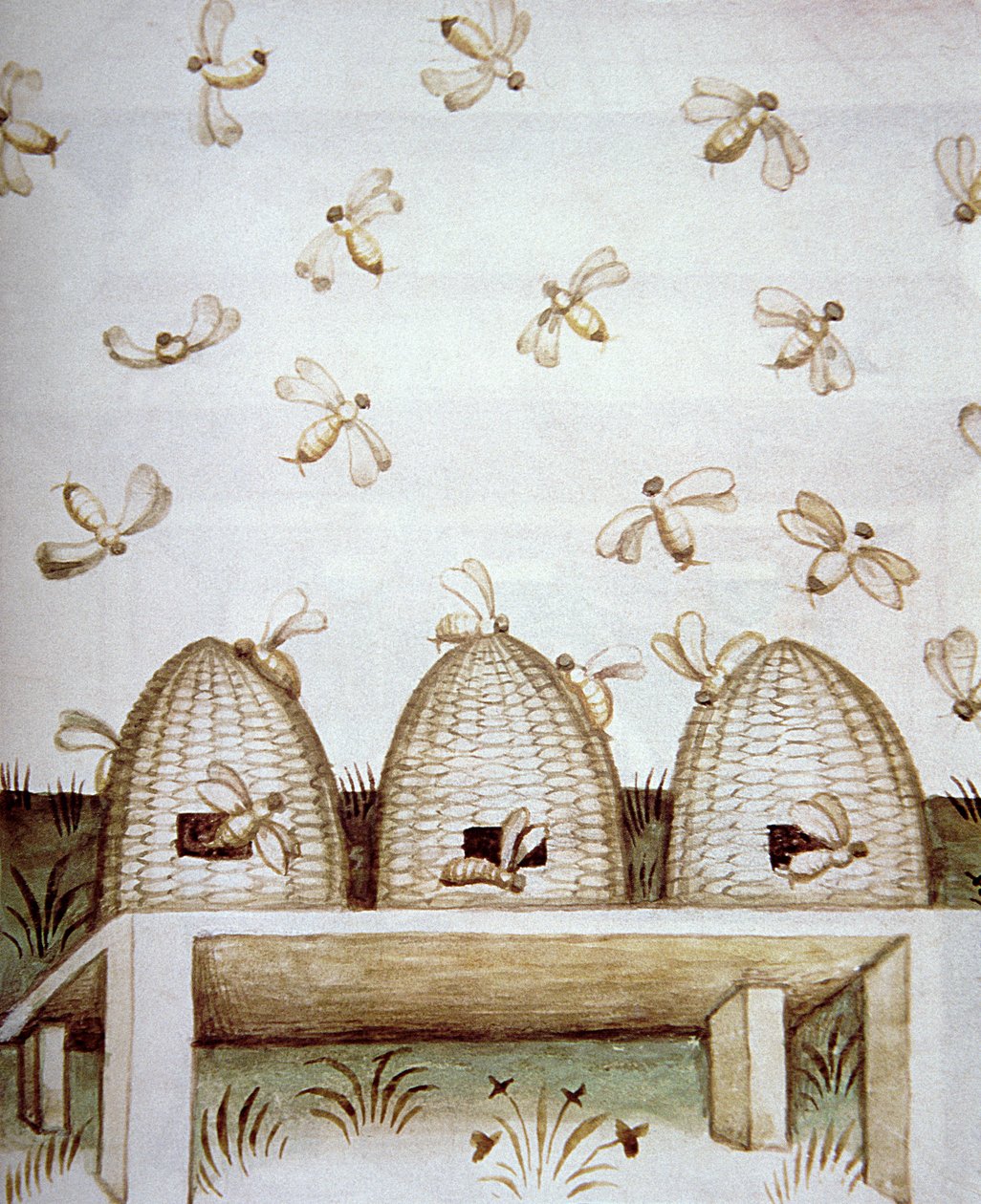 Nova 2644 fol.94v Bikupor, från Tacuinum Sanitatis av Italian School