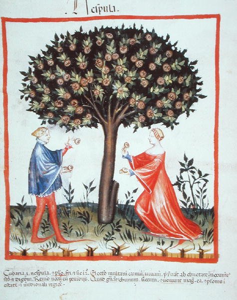 Nove 2644 fol.10v Gathering Walnuts, från Tacuinum Hygiene Code Vindobonensis (på veläng) av Italian School