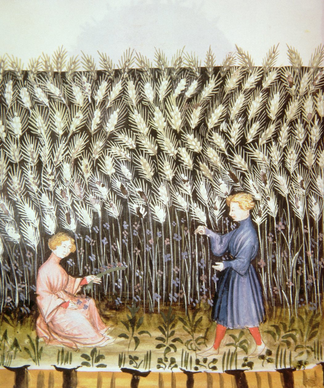 Nove 2644 fol.42v Skörd av vete, från Tacuinum Sanitatis av Italian School
