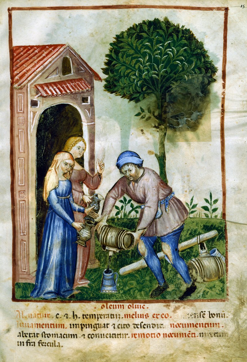 Olivolja, miniatyr från Tacuinum Sanitatis, latinsk upplaga av Italian School