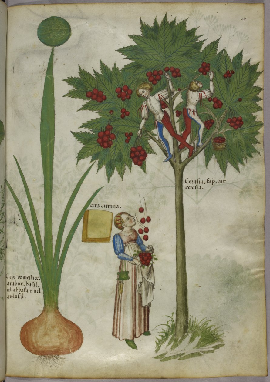 Lök och körsbärsträd, ca 1440 (tusch  färg på pergament) av Italian School