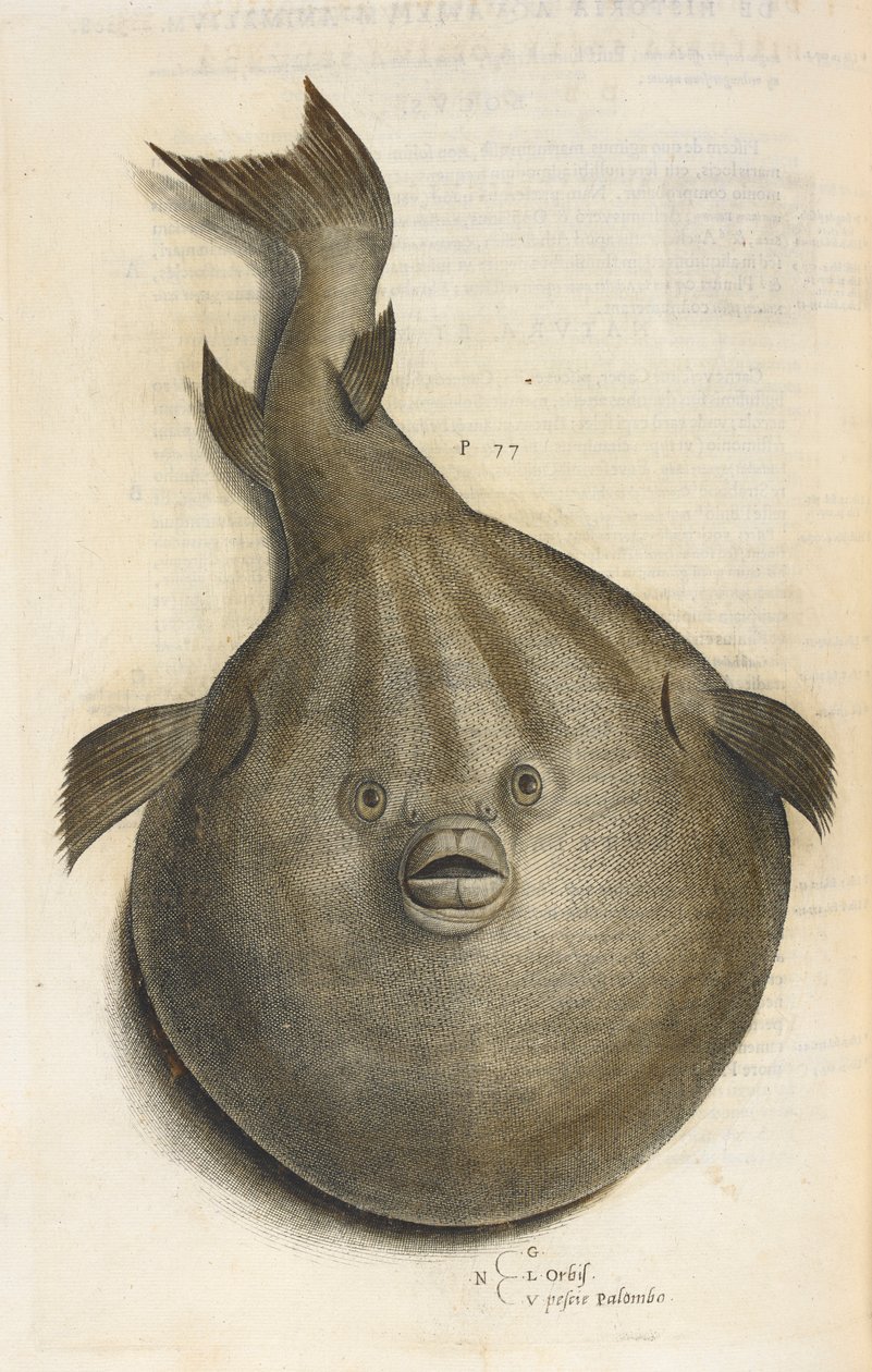 Värld Pesci Palombo, illustration från 
