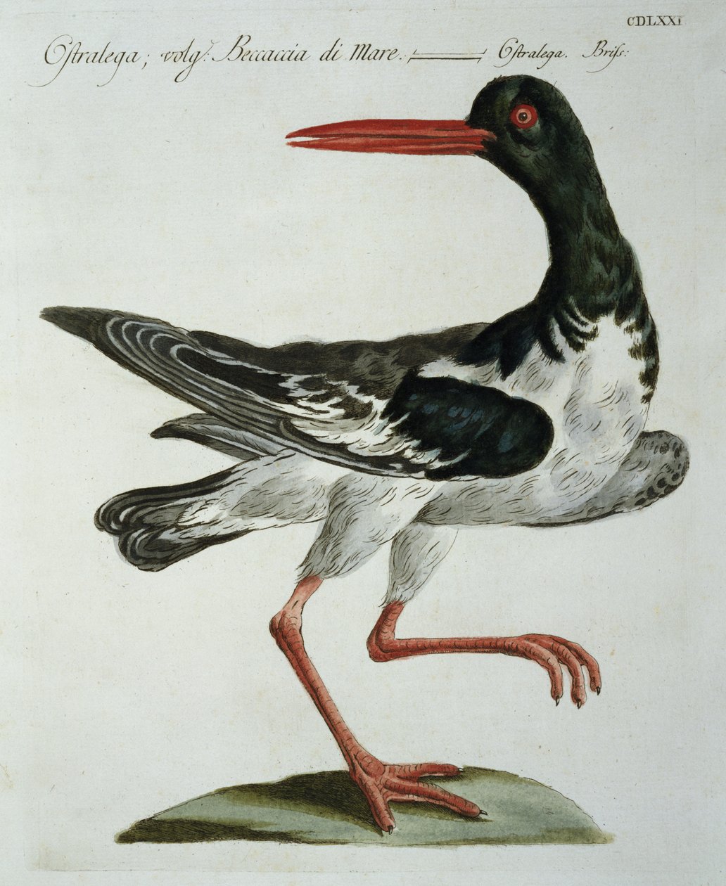 Oyster Catcher, ca 1767-76 (handfärgad gravyr) av Italian School