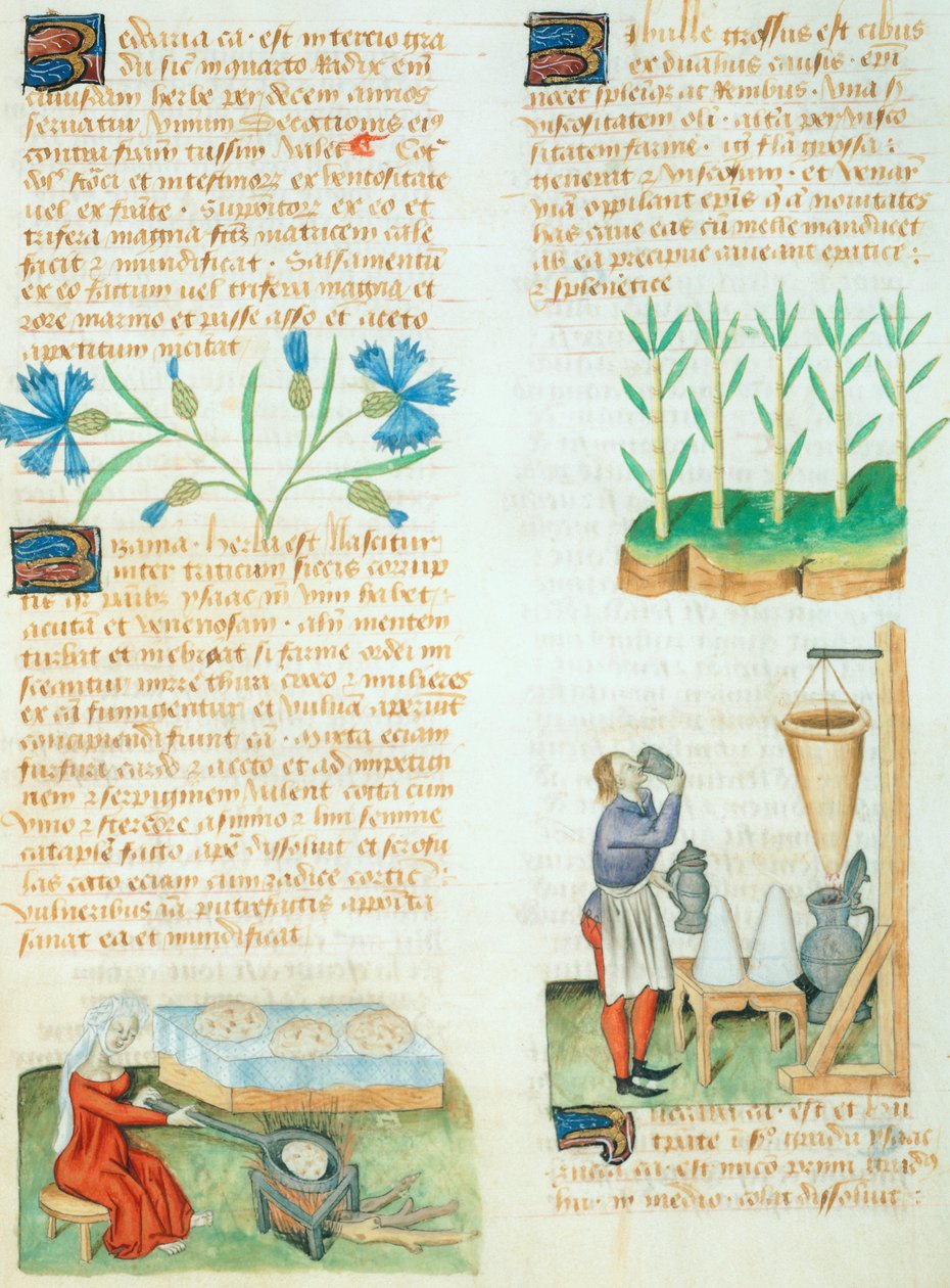 Sida från Tractatus de Herbis av Dioscorides Pedanius av Italian School